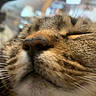 Pompom a rejoint le concours — aidez-le/la à gagner de superbes lots ! animal, blurred_background, cat, close_up, cute, domestic_animal, face, feline, fur, indoor, muzzle, nose, peaceful, pet, relaxing, resting, sleeping, soft, tabby, whiskers