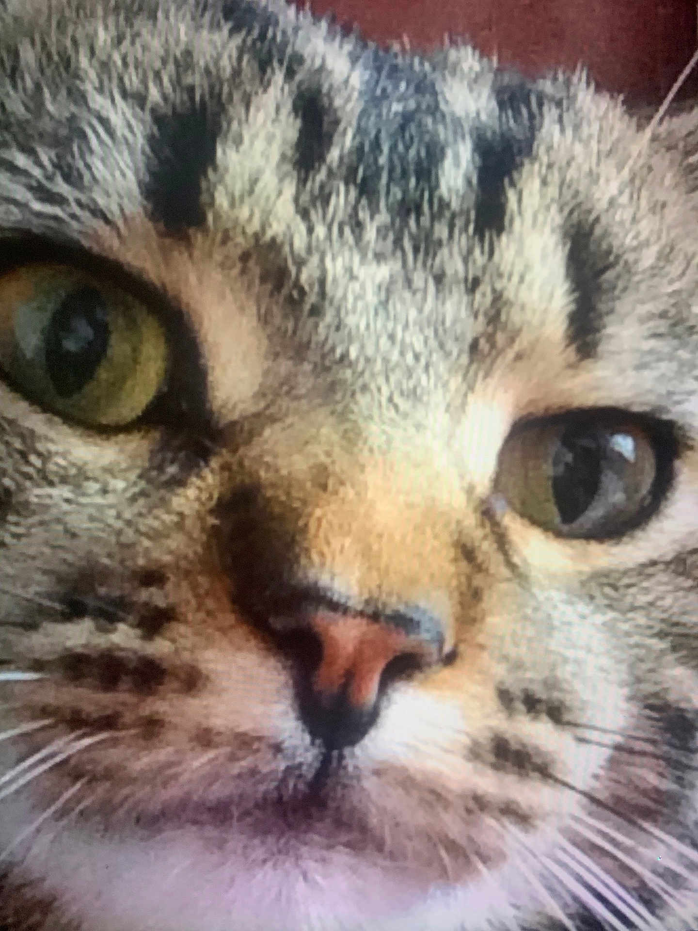 Pompom participe au concours pour gagner de l'argent avec cette photo : cat, close_up, face, whiskers, green_eyes, pink_nose, fur, tabby, animal, pet, portrait, cute, muzzle, focus, texture, macro, feline, domestic_cat, whisker_spots, eye_reflection