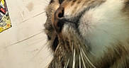 Pompom a rejoint le concours — aidez-le/la à gagner de superbes lots ! animal, background, blurred, candid, cat, close_up, colorful, eye, feline, fur, indoor, nose, pet, portrait, poster, soft_fur, tabby_cat, texture, wall, whiskers
