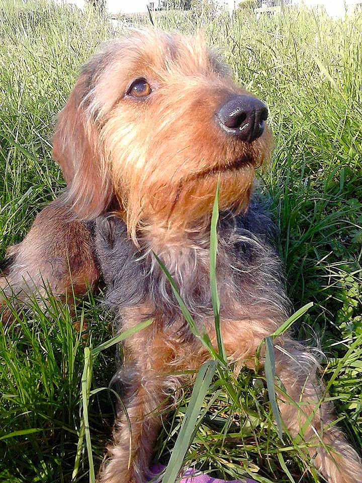 Iaska a rejoint le concours — aidez-le/la à gagner de superbes lots ! carnivore, companion_dog, dog, dog_breed, grass, grass_family, grassland, ingredient, liver, plant, small_terrier, sporting_group, terrestrial_animal, terrier, water_dog, working_animal