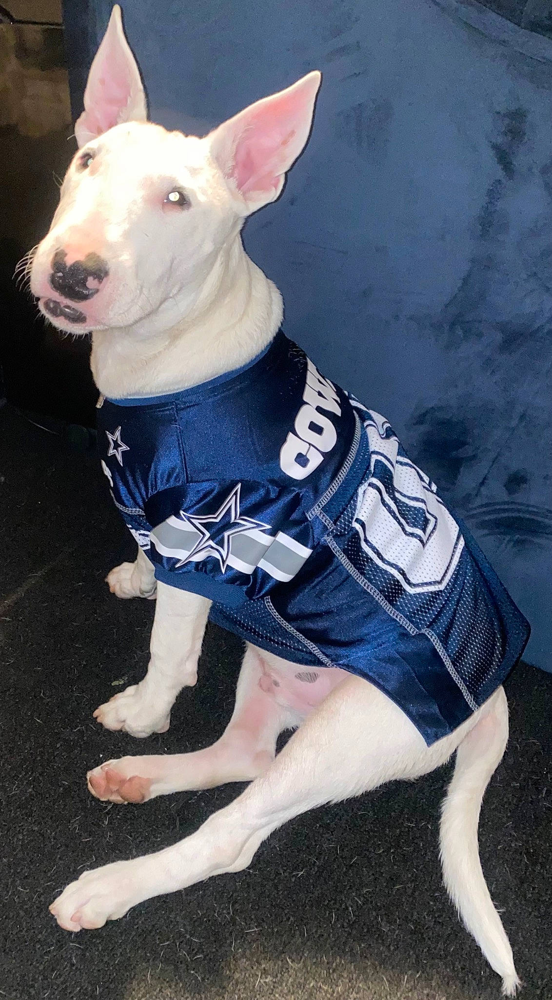 Dodger joined the competition — help win amazing prizes! canidae, carnivore, collar, companion_dog, dog, dog_breed, dog_clothes, dog_supply, electric_blue, fashion_accessory, fawn, fur, livestock, neck, pattern, pet_supply, sleeve, snout, terrestrial_animal, working_animal