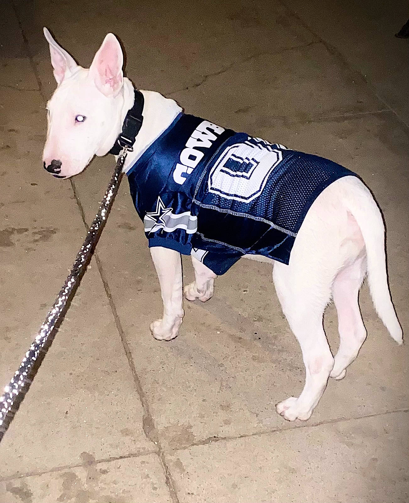 Dodger joined the competition — help win amazing prizes! canidae, carnivore, collar, companion_dog, composite_material, dog, dog_breed, dog_clothes, dog_supply, electric_blue, fashion_accessory, non_sporting_group, pattern, pet_supply, sleeve, terrestrial_animal, white, working_animal