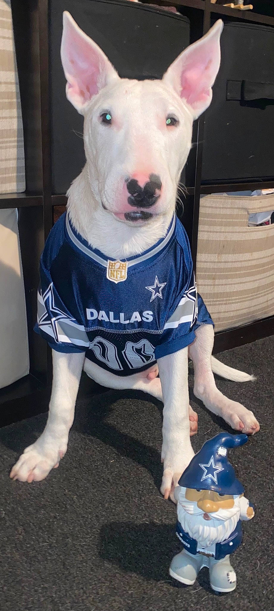 Dodger is registered to the contest to win money with this photo: blue, canidae, carnivore, collar, companion_dog, dog, dog_breed, dog_clothes, dog_collar, dog_supply, electric_blue, fawn, non_sporting_group, pattern, pet_supply, sleeve, snout, sporting_group, tail, working_animal