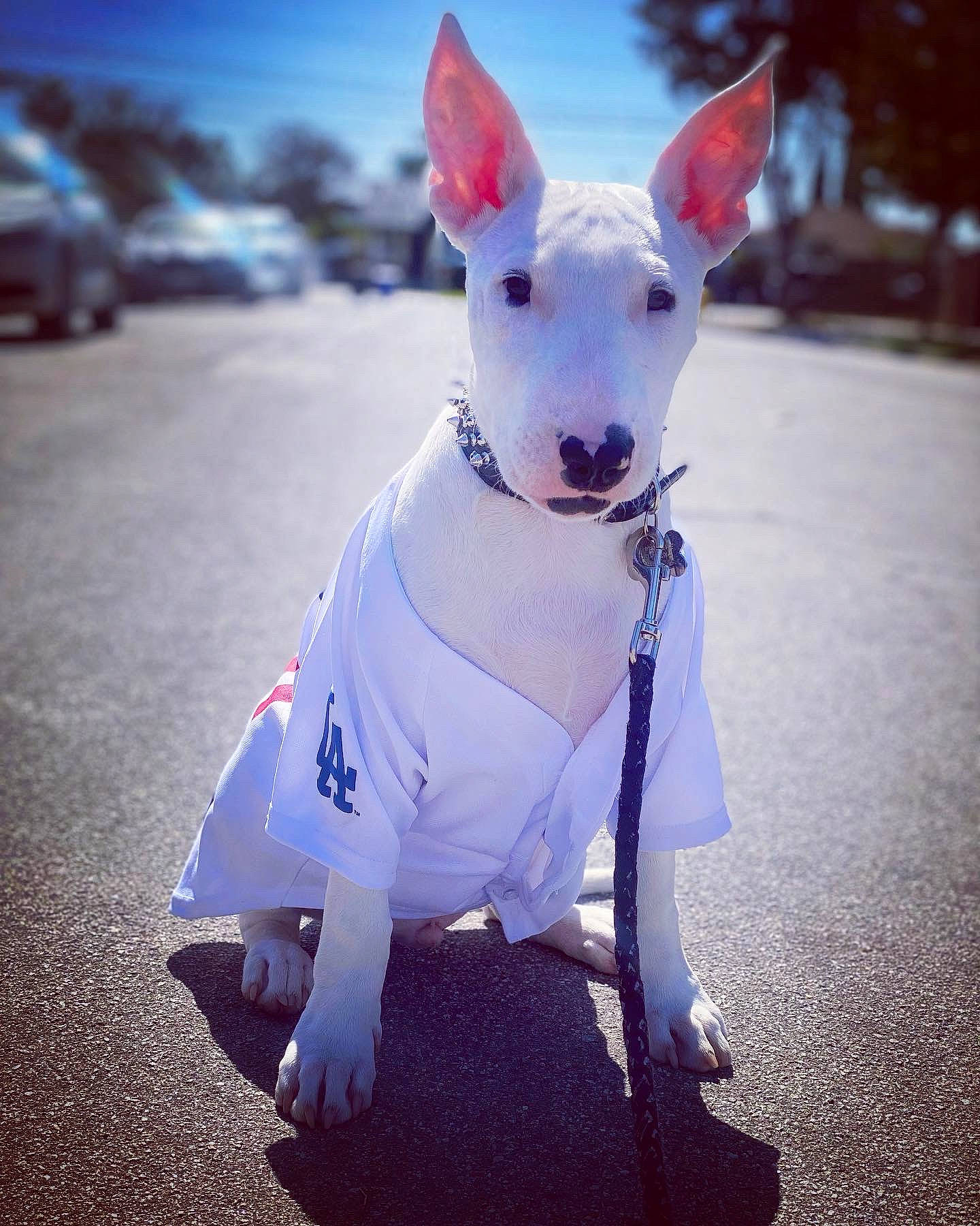 Dodger is registered to the contest to win money with this photo: bull_terrier, canidae, carnivore, collar, companion_dog, dog, dog_breed, dog_collar, dog_supply, electric_blue, fawn, grass, happy, old_english_terrier, sky, snout, sporting_group, tail, whiskers, working_animal
