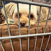 Suzy joined the competition — help win amazing prizes! dog, cage, pet, resting, fur, brown, metal, closeup, indoors, animal, face, nose, ears, cushion, soft, looking, expression, home, comfort, curious