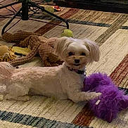 Suzy-Q is registered to the contest to win money with this photo: dog, small_dog, plush_toy, purple_toy, carpet, indoor, pet, animal, toy, floor, cute, playful, brown_toy, yellow_toy, fur, collar, pet_toy, relaxing, home, companion