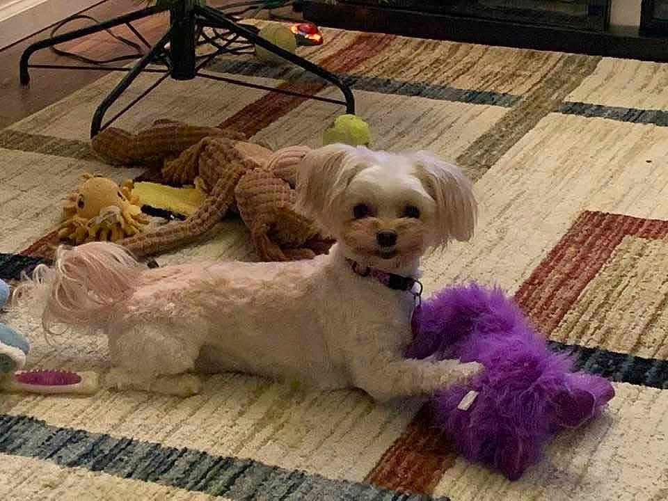 Suzy-Q is registered to the contest to win money with this photo: dog, small_dog, plush_toy, purple_toy, carpet, indoor, pet, animal, toy, floor, cute, playful, brown_toy, yellow_toy, fur, collar, pet_toy, relaxing, home, companion