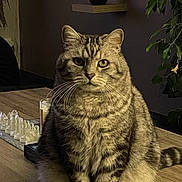 Persée participe au concours pour gagner de l'argent avec cette photo : animal, cat, chess_set, cozy, domestic_cat, feline, fur, glass_chess_pieces, green_plant, indoor, leafy_plant, looking, pet, plant, serious, sitting, tabby, table, whiskers, wooden_table