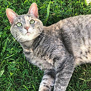 Arsouille a rejoint le concours — aidez-le/la à gagner de superbes lots ! animal, cat, closeup, curious, cute, daylight, domestic_cat, fur, grass, green_eyes, laying_down, mammal, nature, outdoor, pet, relaxed, soft_light, tabby, whiskers, wildlife