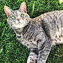 animal, cat, closeup, curious, cute, daylight, domestic_cat, fur, grass, green_eyes, laying_down, mammal, nature, outdoor, pet, relaxed, soft_light, tabby, whiskers, wildlife