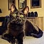 Salem participe au concours pour gagner de l'argent avec cette photo : animal, black_cat, cat, claws, close_up, cozy, curious, feline, fur, furniture, home_decor, indoor, lying_down, mirror, paw, pet, relaxed, whiskers, wide_eyes, yellow_eyes