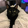 animal, black_cat, blanket, cat, close_up, cozy, cute, domestic_cat, feline, focused, fur, green_eyes, indoor, lying_down, pet, portrait, relaxed, resting, soft_texture, whiskers