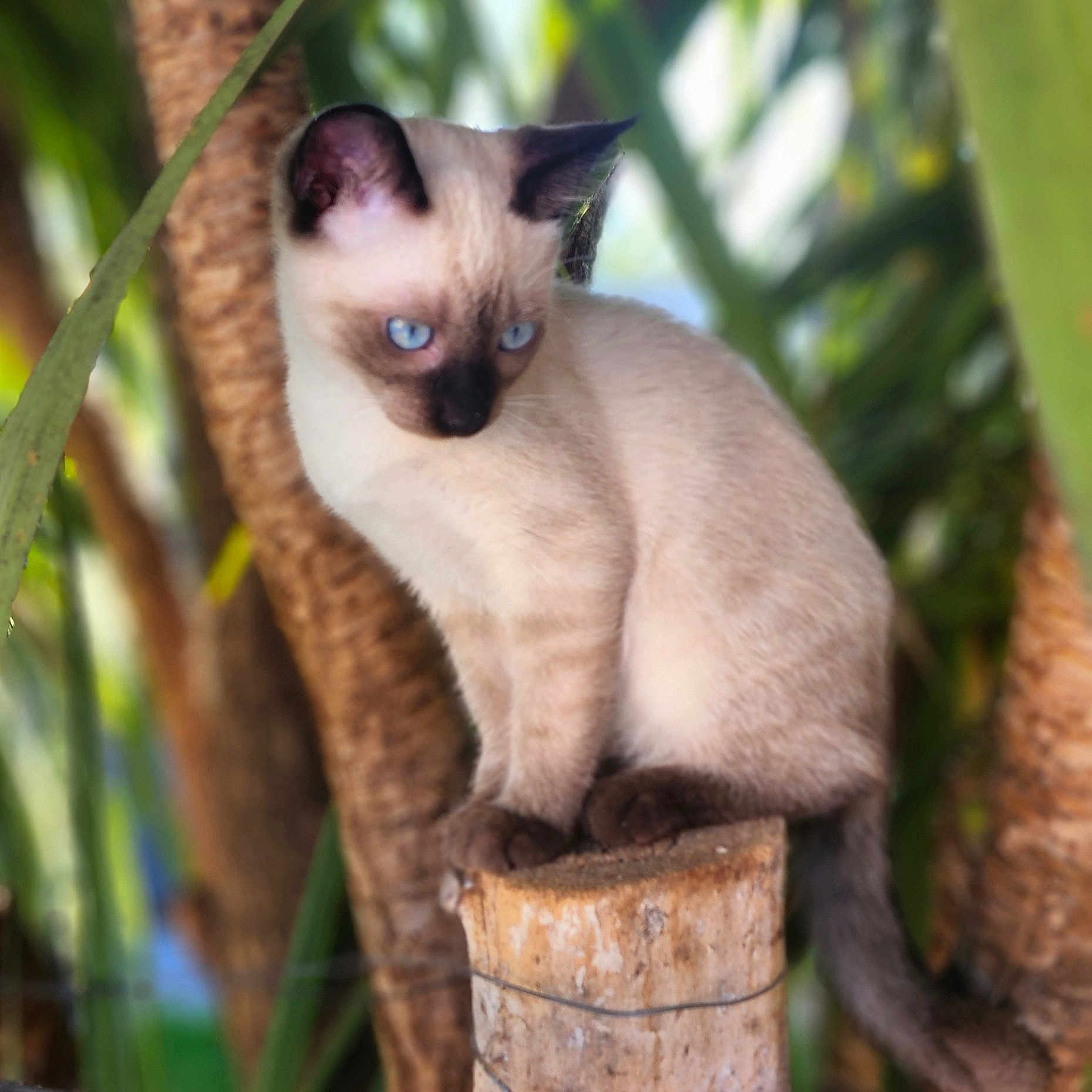 Snow a rejoint le concours — aidez-le/la à gagner de superbes lots ! animal, cat, kitten, pet, siamese