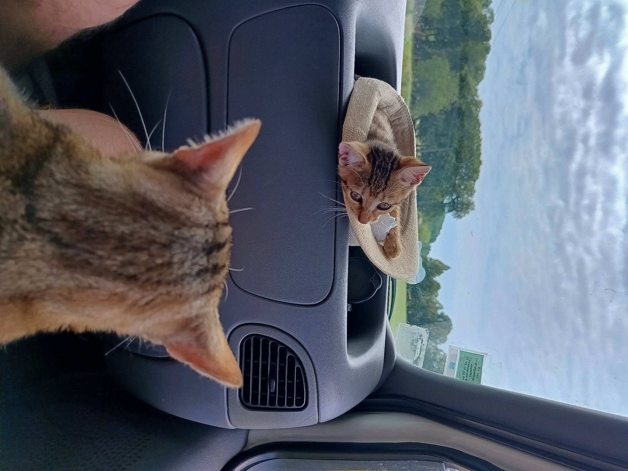 Moon Iris participe au concours pour gagner de l'argent avec cette photo : automotive_exterior, automotive_lighting, automotive_mirror, car, carnivore, cat, fawn, felidae, fender, gesture, hood, motor_vehicle, plant, small_to_medium_sized_cats, snout, tree, vehicle, vehicle_door, vehicle_registration_plate, whiskers