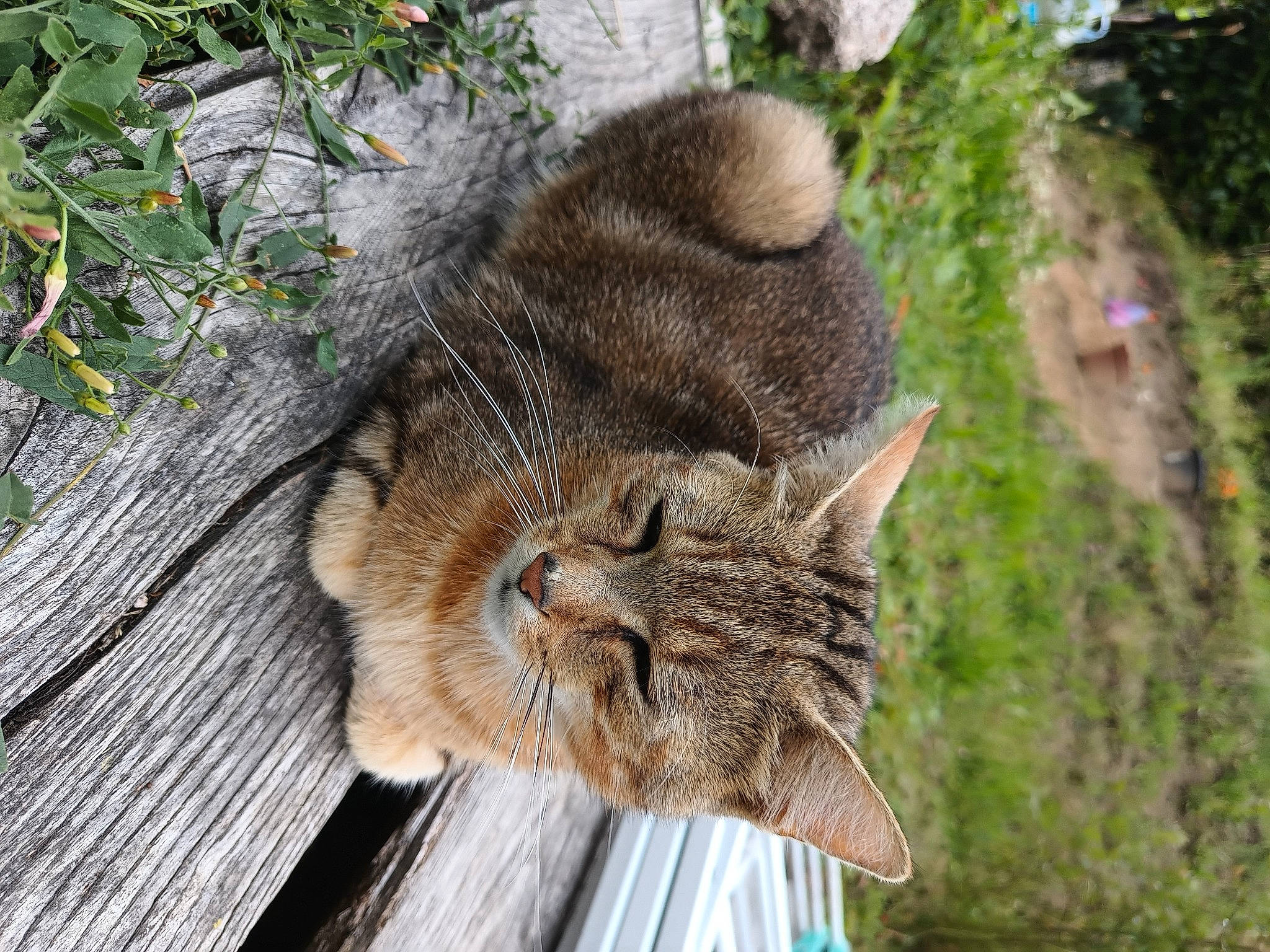 Moon Iris participe au concours pour gagner de l'argent avec cette photo : branch, carnivore, cat, domestic_short_haired_cat, fawn, felidae, fur, grass, lynx, plant, small_to_medium_sized_cats, snout, tail, terrestrial_animal, tree, trunk, twig, whiskers, wildlife, wood