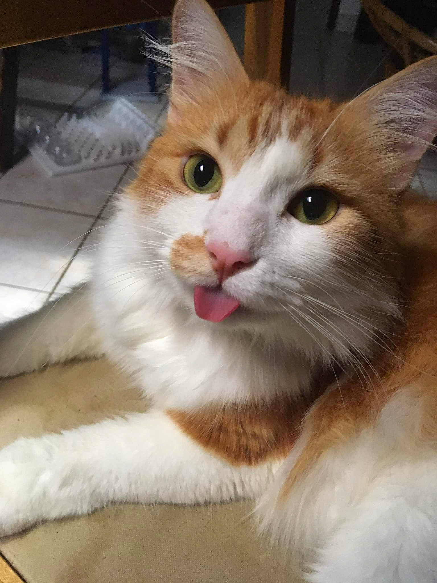 Nesta participe au concours pour gagner de l'argent avec cette photo : carnivore, cat, claw, domestic_short_haired_cat, fawn, felidae, fur, iris, paw, pet_supply, small_to_medium_sized_cats, snout, tail, whiskers, window