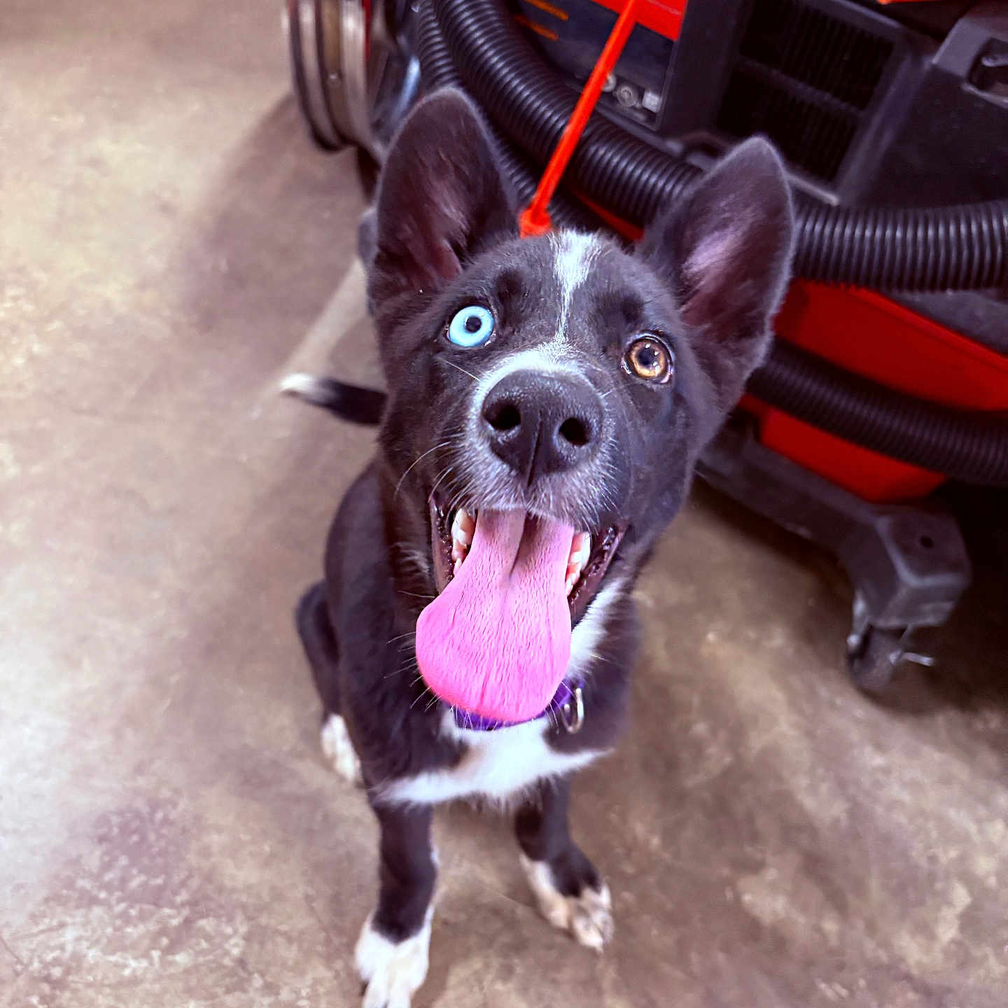Nova Rainn joined the competition — help win amazing prizes! animal, black_and_white, blue_eye, brown_eye, canine, close_up, collar, concrete_floor, dog, ears_up, happy, heterochromia, indoor, machinery, nose, pet, playful, puppy, sitting, tongue_out