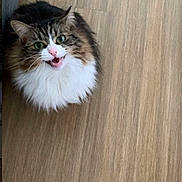 Naïa participe au concours pour gagner de l'argent avec cette photo : cat, feline, pet, long_hair, green_eyes, pink_nose, whiskers, sitting, wooden_floor, indoor, animal, fur, cute, looking_up, mouth_open, tabby, domestic_cat, portrait, alert, house_pet