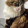 Naïa a rejoint le concours — aidez-le/la à gagner de superbes lots ! abyssinian, accessories, angora, animal, cat, hardwood, kitten, manx, pet, siamese, strap, wood