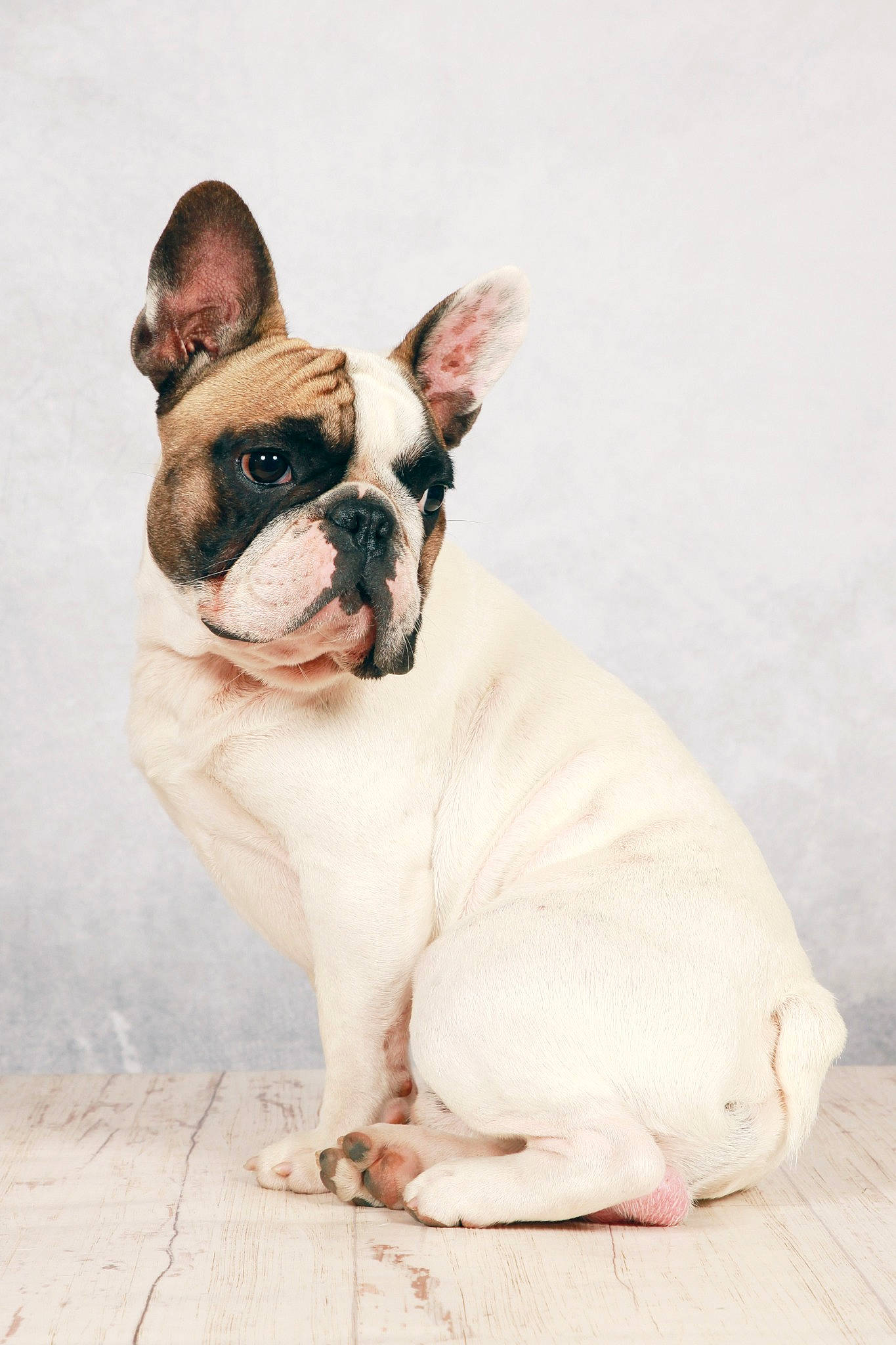 Paco participe au concours pour gagner de l'argent avec cette photo : art, bulldog, canidae, carnivore, comfort, companion_dog, dog, dog_breed, fawn, non_sporting_group, snout, sporting_group, terrestrial_animal, whiskers, working_animal, wrinkle