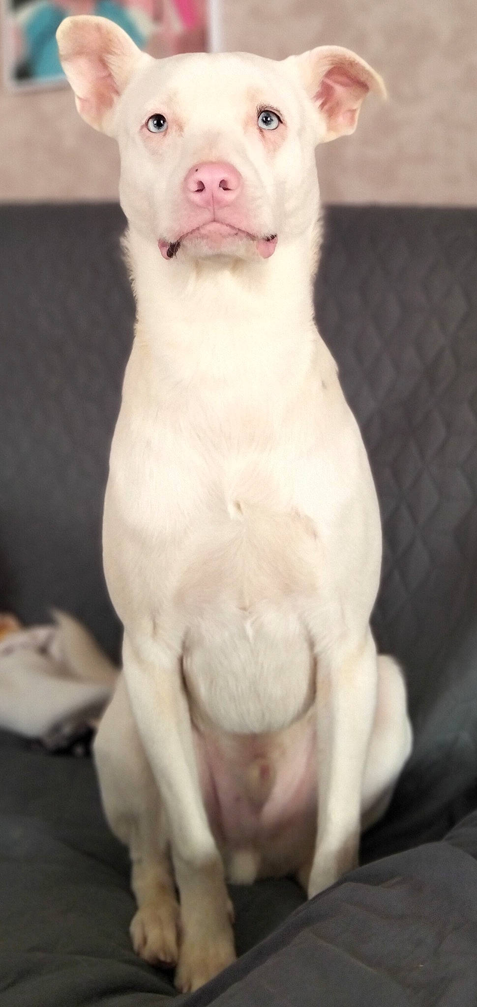 Pépite participe au concours pour gagner de l'argent avec cette photo : ancient_dog_breeds, bull_terrier, carnivore, collar, comfort, companion_dog, dog, dog_breed, dogo_argentino, fawn, felidae, foot, fur, no_expression, paw, small_to_medium_sized_cats, snout, tail, whiskers, working_animal