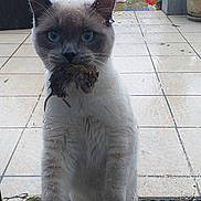 Snoopy participe au concours pour gagner de l'argent avec cette photo : cat, animal, pet, rain, wet, glass_door, prey, caught_prey, outdoor, tile_floor, blue_eyes, feline, whiskers, ears, fur, door_mat, garden, plants, potted_plants, curious