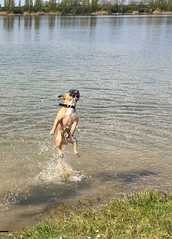 George a rejoint le concours — aidez-le/la à gagner de superbes lots ! bank, beach, body_of_water, carnivore, companion_dog, dog, dog_breed, fawn, lake, plant, recreation, reflection, reservoir, sky, sporting_group, tail, tree, water, water_resources, working_animal
