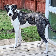Luna-Lu is registered to the contest to win money with this photo: alert, animal, backyard, black_and_white, blue_eyes, canine, daylight, dog, ears, fence, fur, grass, outdoor, pet, portrait, snout, standing, tail, wooden_deck, young_dog