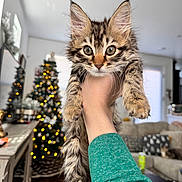 Tinkerbell joined the competition — help win amazing prizes! kitten, cat, tabby, hand, green_sleeve, living_room, christmas_tree, holiday_decor, couch, cozy, furniture, indoor, pet, animal, wide_eyes, curious, fur, whiskers, blurred_background, decorations