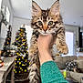 kitten, cat, tabby, hand, green_sleeve, living_room, christmas_tree, holiday_decor, couch, cozy, furniture, indoor, pet, animal, wide_eyes, curious, fur, whiskers, blurred_background, decorations