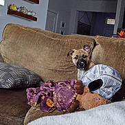 Kayla joined the competition — help win amazing prizes! blanket, couch, cozy, curiosity, dog, doorway, fabric, flag_display, interior, living_room, pet, pillow, portrait, puppy, shelf, sofa, stuffed_animal, teapot, throw_pillow, wall_art