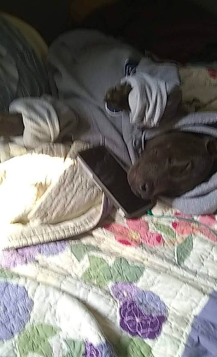 Deuce is registered to the contest to win money with this photo: art, bed, bed_sheet, bedding, bedroom, blanket, carmine, comfort, craft, grey, linens, magenta, pattern, room, stitch, textile, walking_shoe, woven_fabric