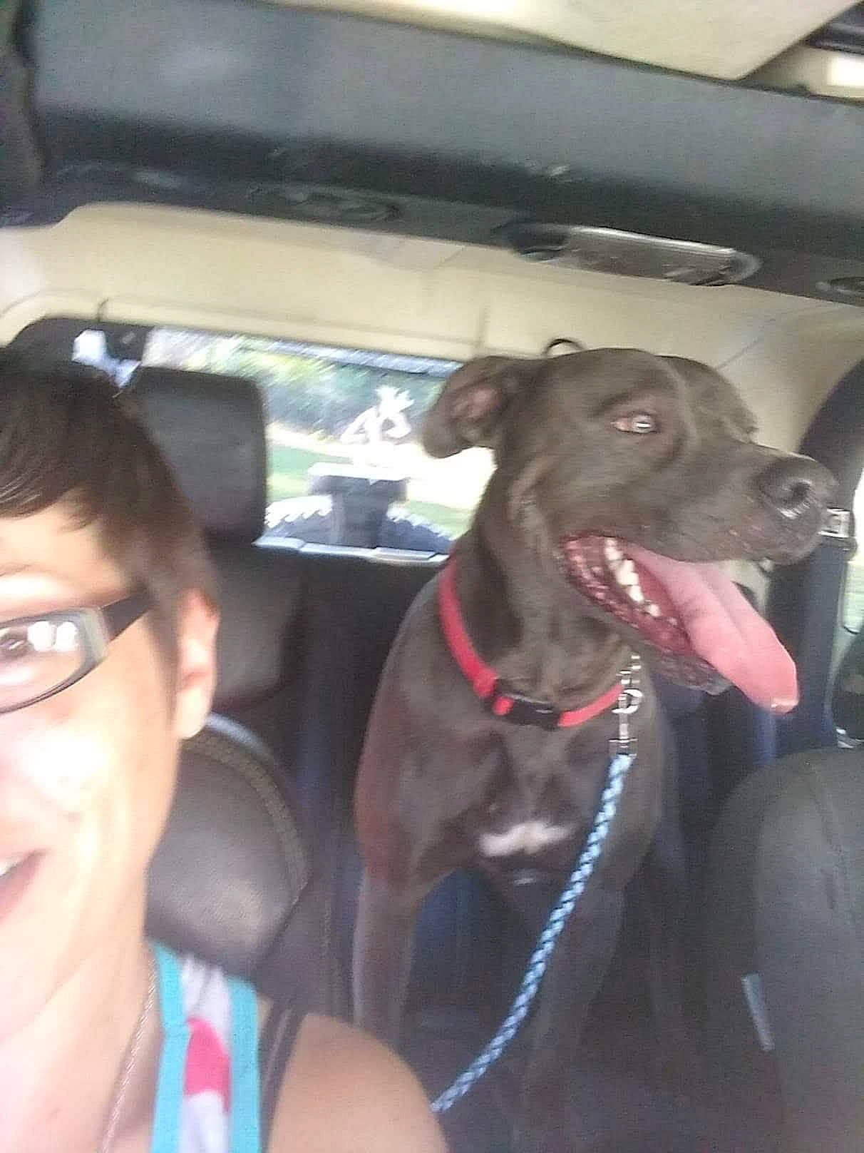 Deuce joined the competition — help win amazing prizes! car, car_seat, carnivore, collar, companion_dog, dog, dog_breed, dog_collar, eyewear, head_restraint, liver, seat_belt, smile, snout, sporting_group, steering_wheel, vehicle, vehicle_door, vision_care, whiskers