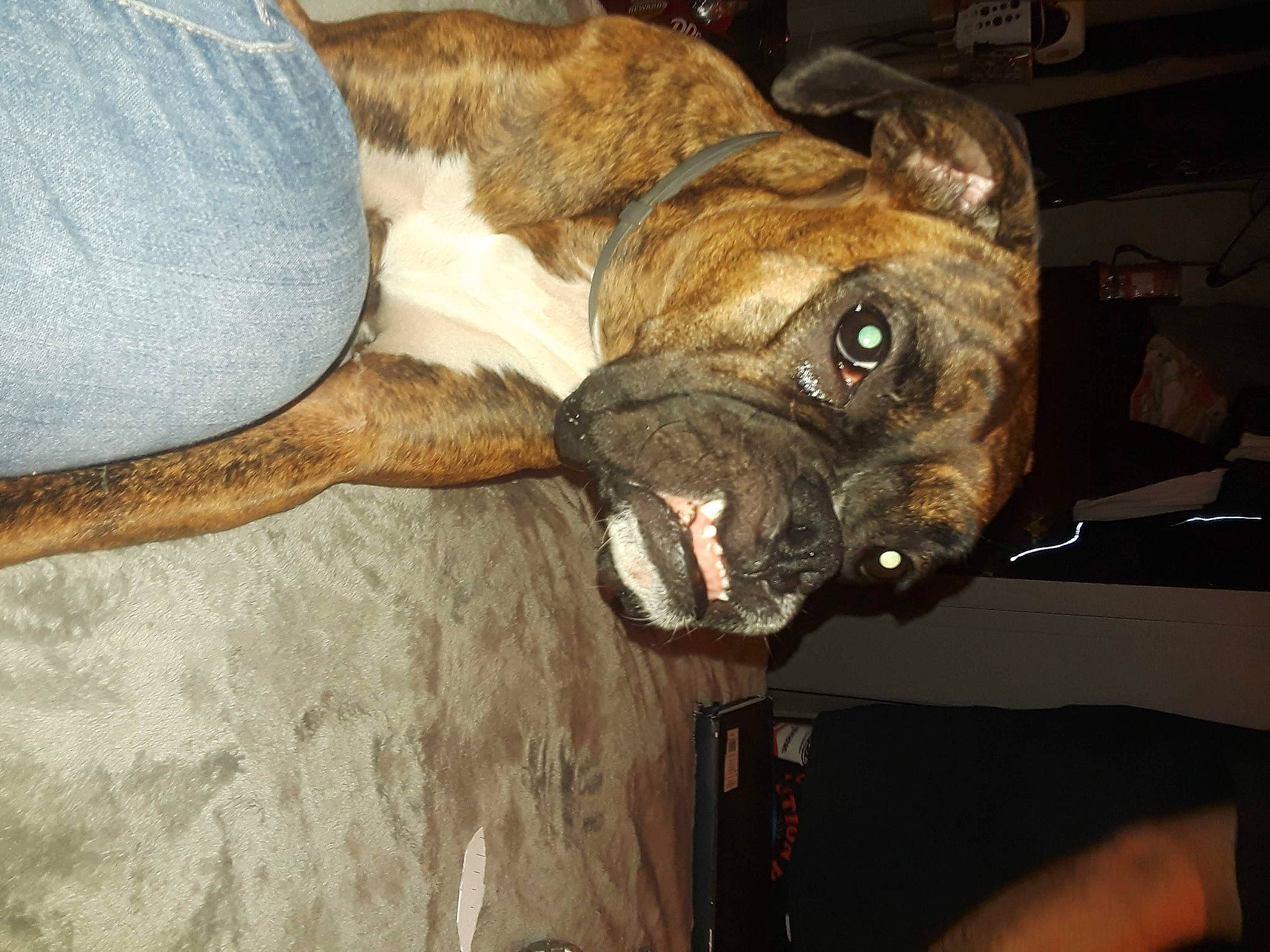 Roxy is registered to the contest to win money with this photo: boxer, canidae, carnivore, collar, companion_dog, dog, dog_breed, dog_collar, ear, fawn, fur, guard_dog, jaw, liver, snout, whiskers, wood, working_animal, working_dog, wrinkle