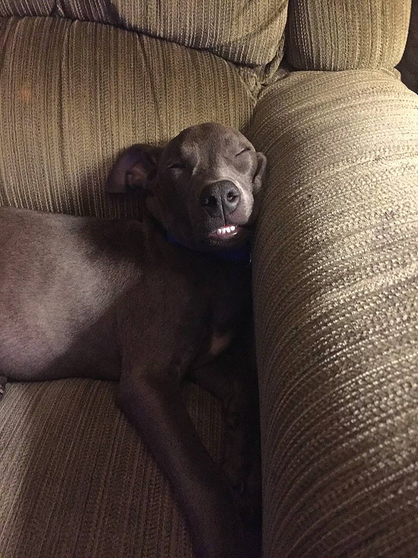 Deuce joined the competition — help win amazing prizes! canidae, carnivore, comfort, companion_dog, couch, dog, dog_breed, fawn, fur, grey, hardwood, liver, non_sporting_group, sporting_group, studio_couch, terrestrial_animal, toy_dog, whiskers, wood, working_animal