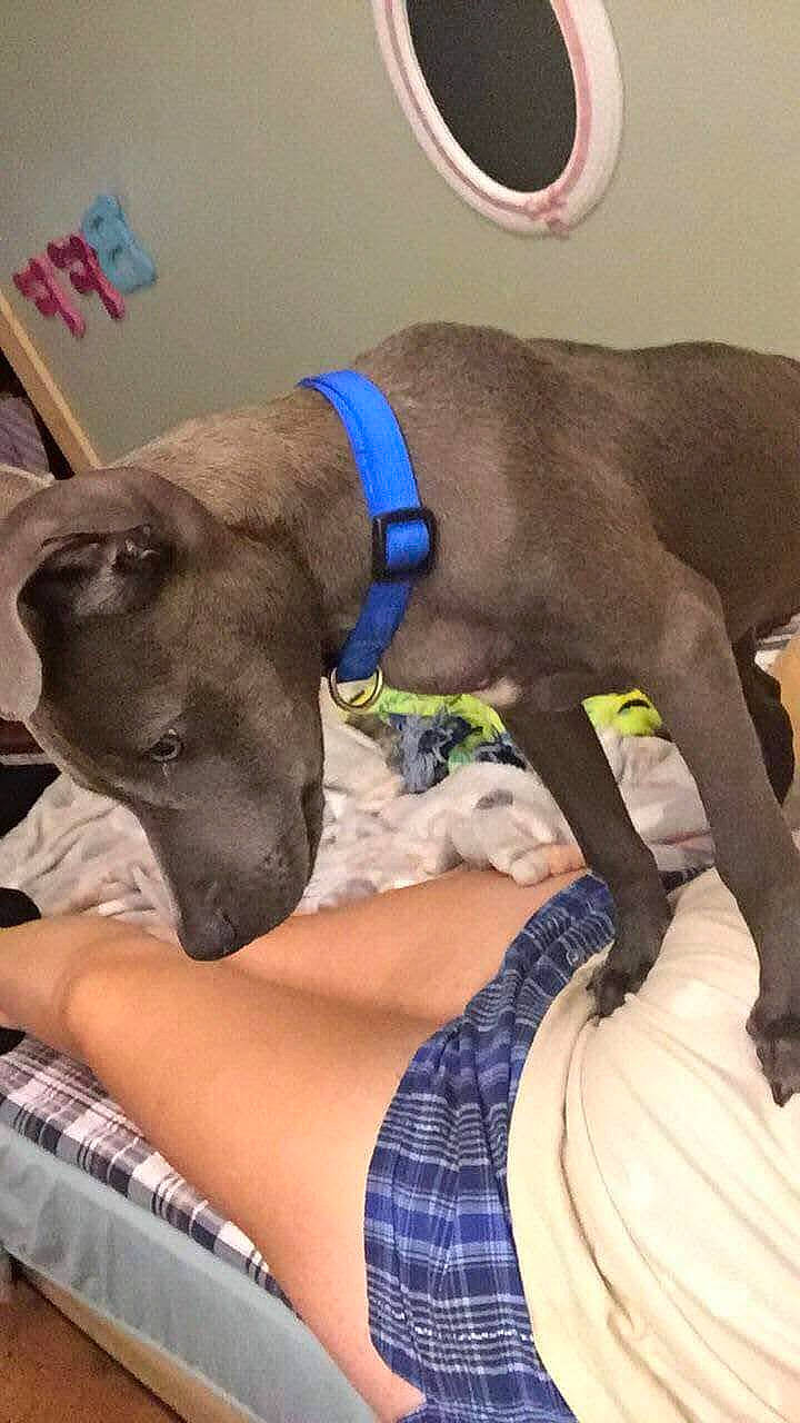 Deuce joined the competition — help win amazing prizes! carnivore, collar, comfort, companion_dog, couch, dog, dog_breed, dog_collar, dog_supply, fawn, human_leg, linens, liver, pet_supply, plaid, snout, sporting_group, tartan, thigh, working_animal