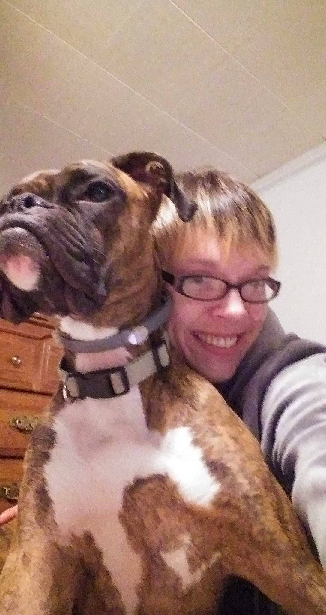 Roxy joined the competition — help win amazing prizes! cabinetry, canidae, carnivore, collar, companion_dog, dog, dog_breed, dog_collar, fawn, fur, glasses, liver, mammal, smile, snout, sporting_group, vertebrate, whiskers, working_animal, wrinkle