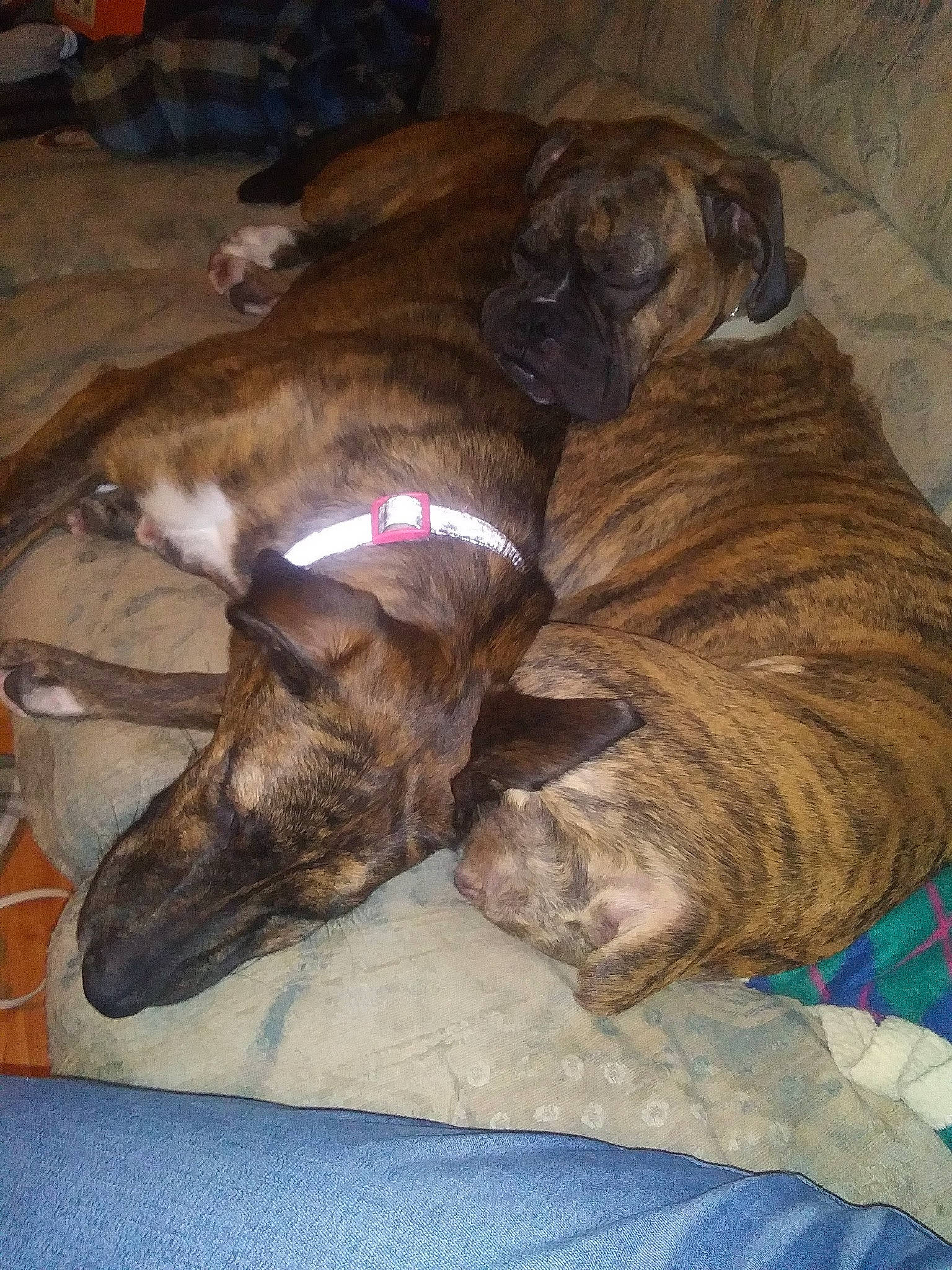 Roxy is registered to the contest to win money with this photo: brown, canidae, carnivore, collar, comfort, companion_dog, dog, dog_breed, fawn, fur, liver, nap, non_sporting_group, snout, sporting_group, tail, terrestrial_animal, treeing_tennessee_brindle, working_animal, wrinkle