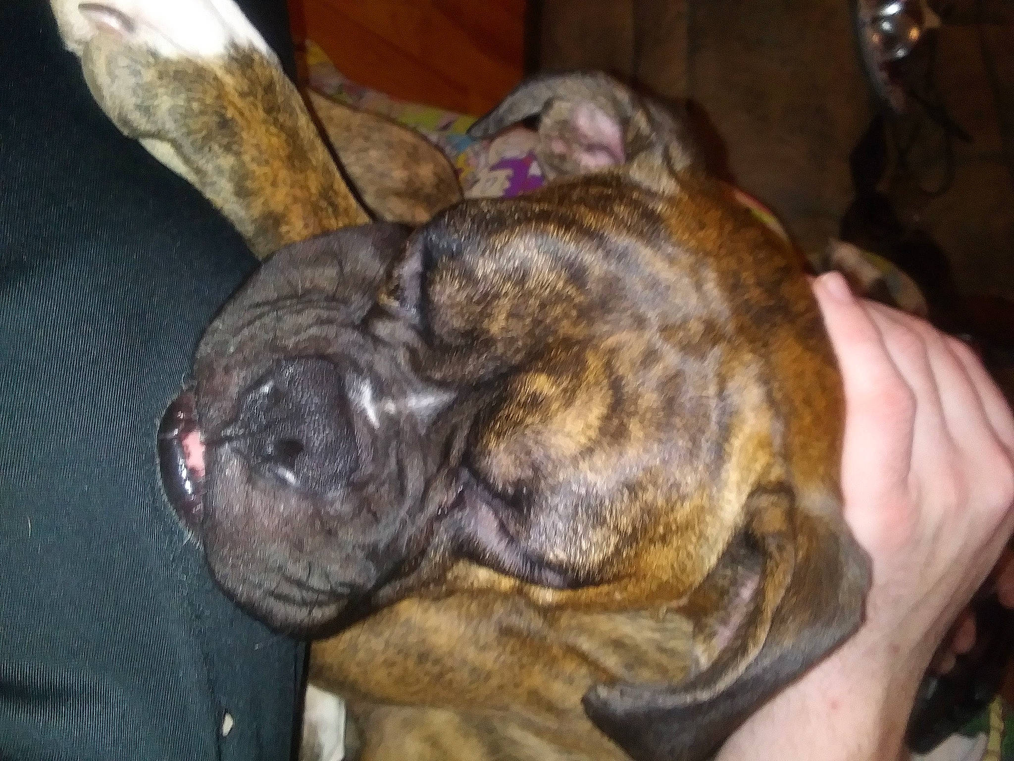 Roxy is registered to the contest to win money with this photo: canidae, carnivore, collar, companion_dog, dog, dog_breed, ear, fur, guard_dog, liver, non_sporting_group, paw, snout, terrestrial_animal, treeing_tennessee_brindle, whiskers, wrinkle