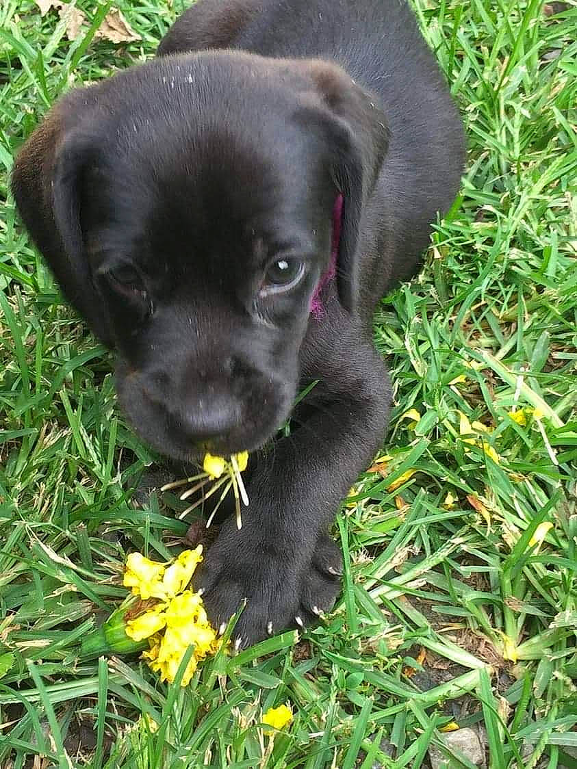 Kisska joined the competition — help win amazing prizes! borador, carnivore, collar, companion_dog, dog, dog_breed, dog_collar, flower, fur, grass, groundcover, gun_dog, herbaceous_plant, liver, people_in_nature, plant, snout, sporting_group, terrestrial_animal, working_animal