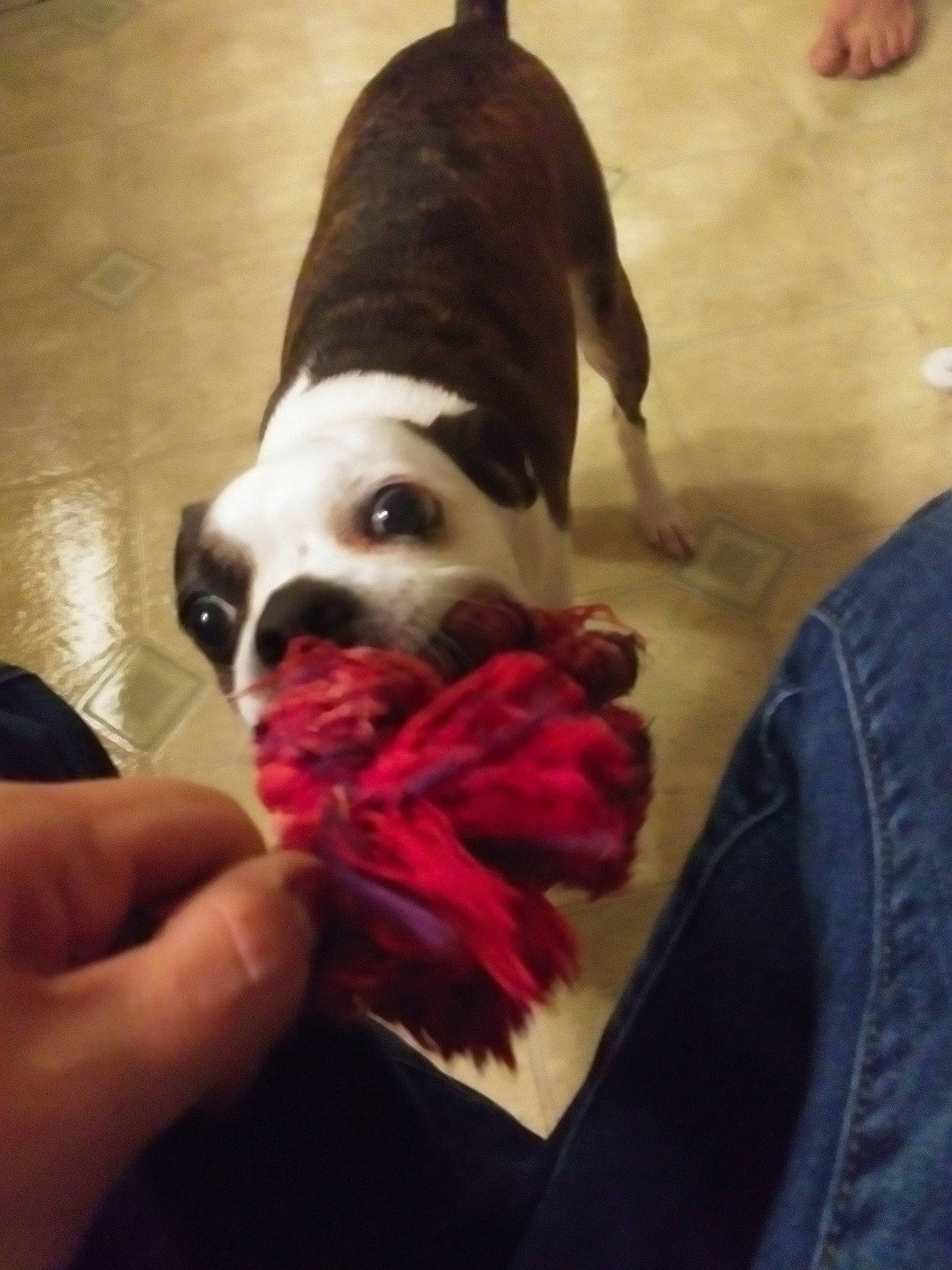 Molly is registered to the contest to win money with this photo: carmine, carnivore, comfort, companion_dog, dog, dog_breed, dog_clothes, fawn, fictional_character, flesh, flooring, fur, hardwood, nail, red_hair, selfie, snout, sporting_group, tail, toy_dog