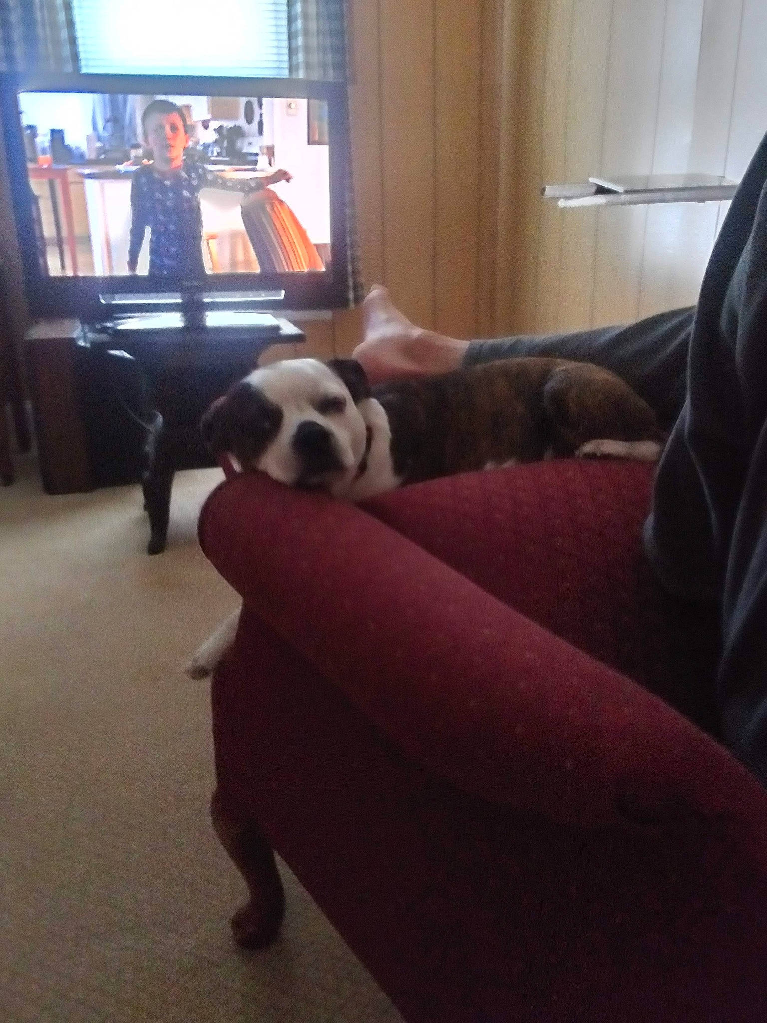 Molly joined the competition — help win amazing prizes! carnivore, comfort, companion_dog, couch, dog, dog_breed, fawn, floor, flooring, furniture, hardwood, leg, lighting, living_room, mammal, picture_frame, television, window, wood, working_animal