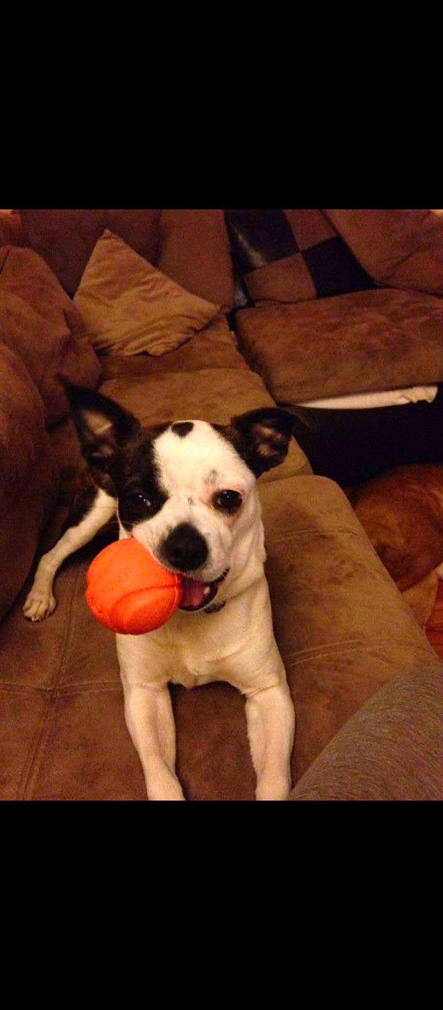 Molly joined the competition — help win amazing prizes! canidae, carnivore, comfort, companion_dog, couch, dog, dog_breed, dog_supply, fawn, flooring, furniture, hardwood, pillow, snout, sporting_group, square, tail, whiskers, wood, working_animal