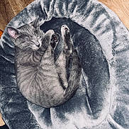 Bruno is registered to the contest to win money with this photo: animal, bed, cat, comfort, cozy, curled_up, cute, feline, fur, gray_tabby, indoor, kitten, nap, paws, pet, plush, resting, sleeping, soft, wooden_floor