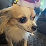 Lola a rejoint le concours — aidez-le/la à gagner de superbes lots ! dog, small_dog, santa_hat, holiday, christmas_tree, indoor, pet, cute, festive, blurred_background, soft_lighting, blanket, fur, animal, companion, holiday_decor, christmas_lights, celebration, domestic_animal, portrait