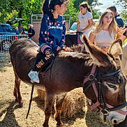 Alina a rejoint le concours — aidez-le/la à gagner de superbes lots ! child, donkey, animal, outdoor, sunlight, people, trees, grass, clothing, footwear, event, farm, livestock, casual, nature, daytime, person, young_girl, holding, hay