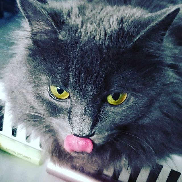 Kikiyo is registered to the contest to win money with this photo: black_cat, box, carnivore, cat, cat_supply, close_up, domestic_short_haired_cat, felidae, fur, grey, iris, paw, photo_caption, serveware, small_to_medium_sized_cats, snout, tail, whiskers