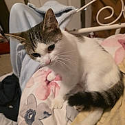 Ivy is registered to the contest to win money with this photo: cat, tabby, white_fur, pet, bed, blanket, floral_pattern, indoor, furniture, cozy, curious, animal, cute, whiskers, paw, tail, relaxed, domestic, soft_lighting, home