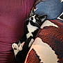 cat, black_and_white, tuxedo_cat, pet, indoor, cushion, fabric, person, maroon_sweater, paw, whiskers, curious, cozy, resting, close_up, feline, cute, domestic_animal, relaxing, home
