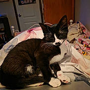 Bean is registered to the contest to win money with this photo: cat, kitten, tuxedo_cat, sleepy, bed, blanket, paw, whiskers, indoor, furniture, cozy, fur, black_and_white, relaxing, pet, cute, animal, domestic_cat, resting, soft